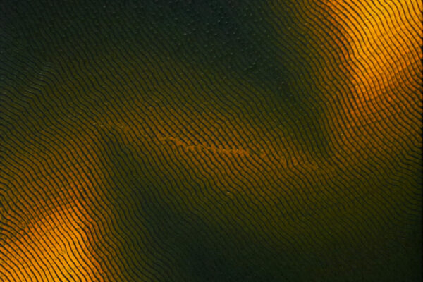 Indigo Or 05 Indigo Or 05 2025 - 60 x 120 cm - huile sur toile
